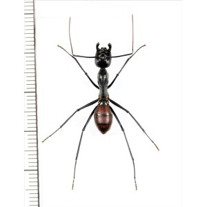 画像: オオアリの一種 　Camponotus gigas　♀（働きアリ）　 インドネシア（スマトラ島）