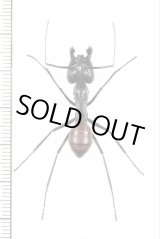 画像: オオアリの一種 　Camponotus gigas　♀（兵隊アリ）　 インドネシア（スマトラ島）