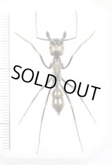 画像: アリの一種　Dinoponera gigantea　♀   ペルー