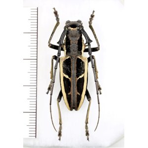 画像: カミキリムシの一種 　Stratioceros princeps　♂　 ベトナム北中部