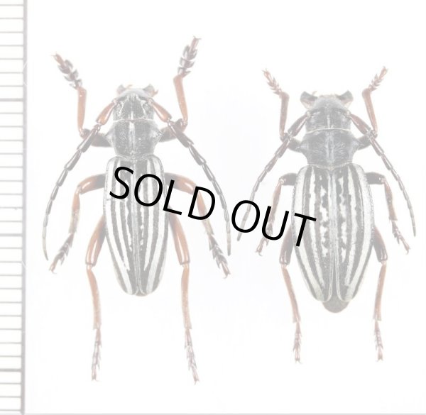 画像1: ヒサゴカミキリの一種　Dorcadion suvorovi konyrolenum　ペア　カザフスタン