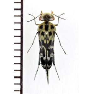 画像: ハナノミの一種　Mordellidae species　インドネシア（スマトラ島）