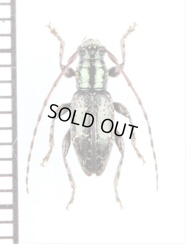 画像1: カミキリムシの一種　Cerambycidae species　ニュージーランド