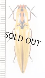 画像: コメツキムシの一種　Semiotus insignis　エクアドル