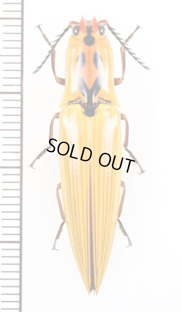 画像1: コメツキムシの一種　Semiotus insignis　エクアドル