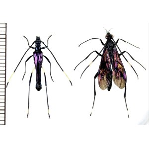 画像: ハチ擬態のカミキリムシの一種　Hephaestion violaceipennis　＆モデルのクモバチの一種　チリ