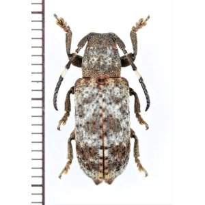 画像: カミキリムシの一種　 Cerambycidae species　インドネシア（ボルネオ島）