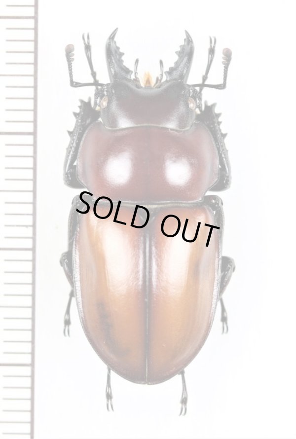 画像1: チャイロマルバネクワガタ　♂30.4mm　　西表島