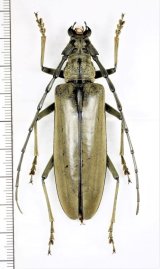 画像: カミキリムシの一種 　Cerambycidae species　♀69.6mm　 ベトナム中部