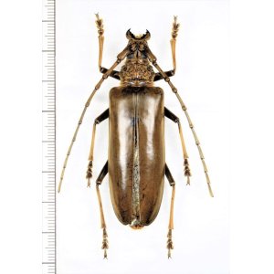 Photo: カミキリムシの一種 　Cerambycidae species　♀65mm　 ベトナム北東部