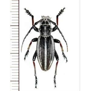 画像: ヒサゴカミキリの一種　Dorcadion crassipes crassipes　♂　カザフスタン