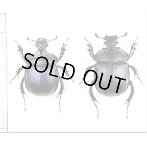 画像: センチコガネの一種　Enoplotrupes sharpi　ペア　タイ