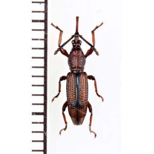 画像: ミツギリゾウムシの一種　Brentidae species　ベトナム北東部