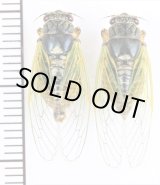 画像: イワサキクサゼミ　中間色（緑色＆黄色）型ペア　石垣島