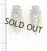セミ Japanese Cicadidae - Insect Islands 〜南の島の昆虫標本