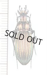 画像: アイヌキンオサムシ　道央・道東亜種　♂　北海道標茶町多和