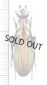 画像: キタオオルリオサムシ　♂　北海道興部町富丘