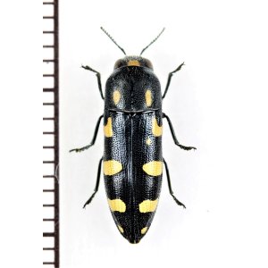 画像: タマムシの一種　Ptosima undecimmaculata　イタリア