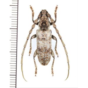 画像: カミキリムシの一種 　Cerambycidae species　♀　 ベトナム北中部