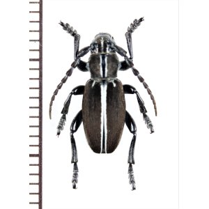 画像: ヒサゴカミキリの一種　Dorcadion circumcinctum　♂　スペイン