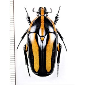 画像: ムネスジフトツヤハナムグリ　Clerota  rigifica　♀　マレーシア