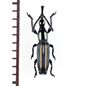 画像: ミツギリゾウムシの一種　Brentidae species　ソロモン諸島（ガダルカナル島）