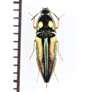 画像: コメツキムシの一種　Elateridae species　♀　 ベトナム北東部