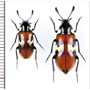 画像: オオキノコムシ擬態のナガクチキムシの一種　Melandryidae species　ペア　ベトナム北東部