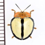 画像: ブローチハムシの一種　Cassidinae species　ペルー