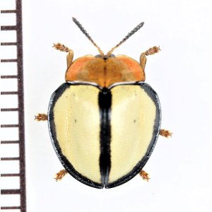 画像: ブローチハムシの一種　Cassidinae species　ペルー