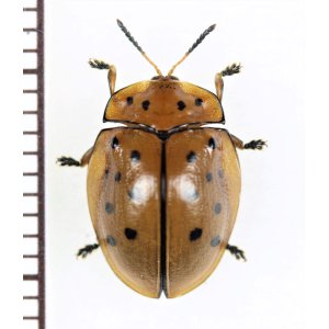 画像: ブローチハムシの一種　Cassidinae species　ペルー