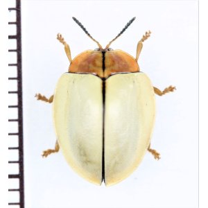 画像: ブローチハムシの一種　Cassidinae species　ペルー