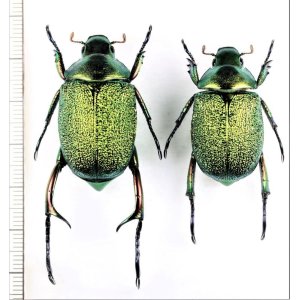 画像: コガネムシの一種　Chrysophora chrysochlora　エクアドル