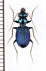画像: ゴミムシの一種　Carabidae species　インドネシア（スマトラ島）