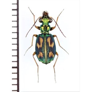 画像: ゴミムシの一種　Carabidae species　インドネシア（スマトラ島）