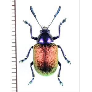 画像: ハムシの一種　Platycorynus speciosus　 ラオス