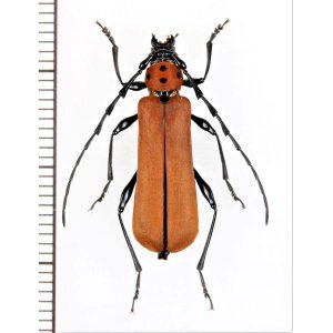 画像: ベニボシカミキリの一種　Rosalia sp.　♀　 ベトナム北東部