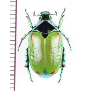 画像: スジコガネの一種　Callistethus stoliczkae　♀　中国（雲南省）