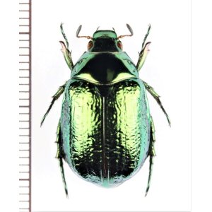 画像: スジコガネの一種　Rutelinae species　♀　中国（雲南省）