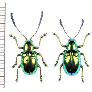 画像: ハムシの一種　Platycorynus sp.　ペア　フィリピン（ルソン島）