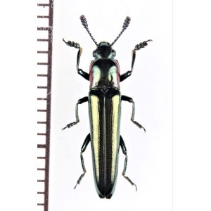 画像: コメツキモドキの一種　 Languriidae species　ベトナム北中部