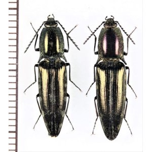 画像: コメツキムシの一種　Elateridae species　ペア　ベトナム北東部