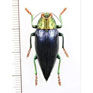 画像: タマムシの一種　 Chrysodema walkeri walkeri　♂　インドネシア（モルッカ諸島：レティ島）