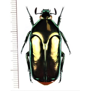 画像: オオヒラタカナブンの一種　Agestrata luconica　♀　フィリピン(ネグロス島)