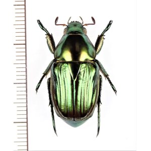 画像: コガネムシの一種　Rutelinae species　コロンビア