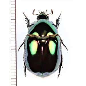 画像: コガネムシの一種　Rutelinae species　コロンビア