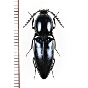 画像: コメツキムシの一種　Elateridae species　♂　ベトナム北中部