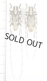 画像: キンケビロウドカミキリ　大型ペア　西表島