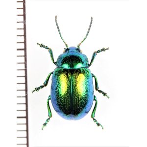 画像: ハムシの一種　Chrysolina graminis　ウクライナ