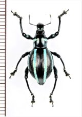 画像: カタゾウムシの一種　Macrocyrtus trivittatus　♀　フィリピン(ルソン島)